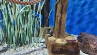 Buntbarsch, wahrscheinlich ein Cutter&prime;s Cichlid (Cryptoheros cutteri).